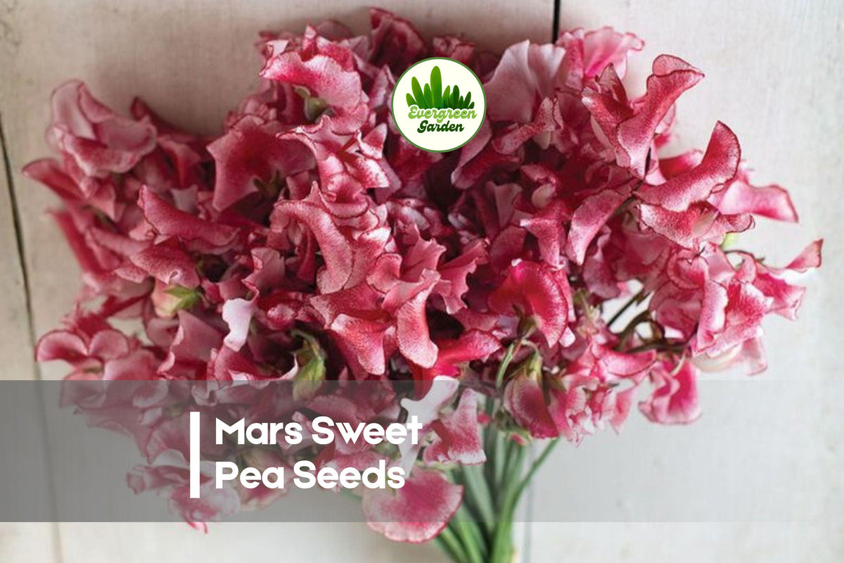 50 Mars Sweet Pea Seeds - Climbing Flower Seeds for Trellises, Fences, Cottage Gardens, Deep Red Blooms, Lathyrus odoratus