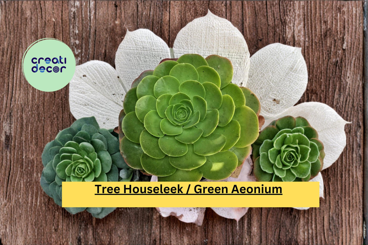 Large Green Aeonium Succulent Plant | Live Aeonium arboreum with Rosette Clusters | Indoor & Outdoor Container Plant