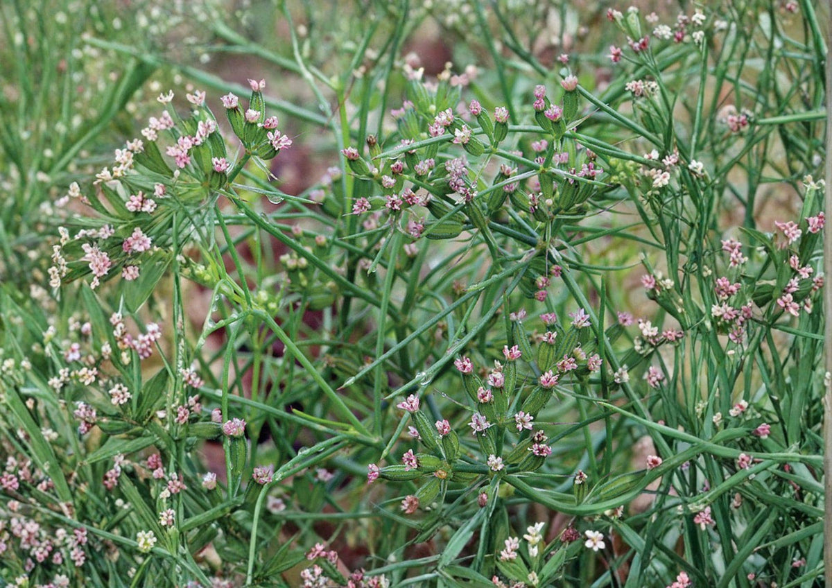 Cumin Seeds 100+ Heirloom Non-GMO Culinary Herb Seeds for Garden, Aromatic Spice, Cuminum cyminum