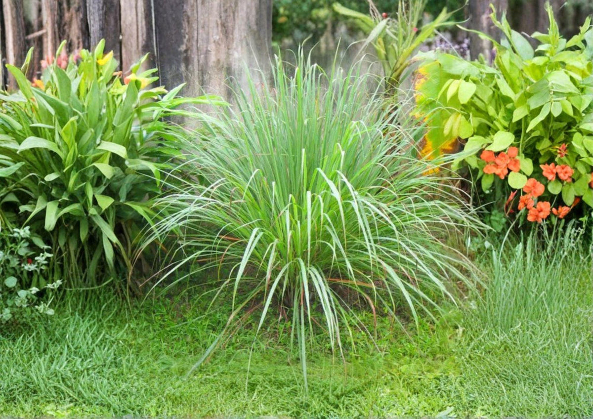 50+ Lemongrass Seeds Cymbopogon Citratus Non-GMO Heirloom Aromatic Culinary Herb for Garden, Pot, or Indoor Growing