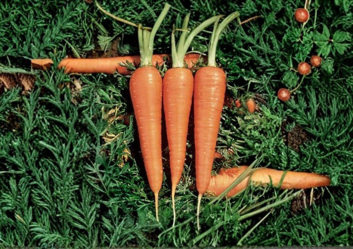 1000 Danvers 126 Carrot Seeds, Heirloom Non-GMO Vegetable Seeds, Sweet Root Carrots for Home Garden, Organic Daucus Carota