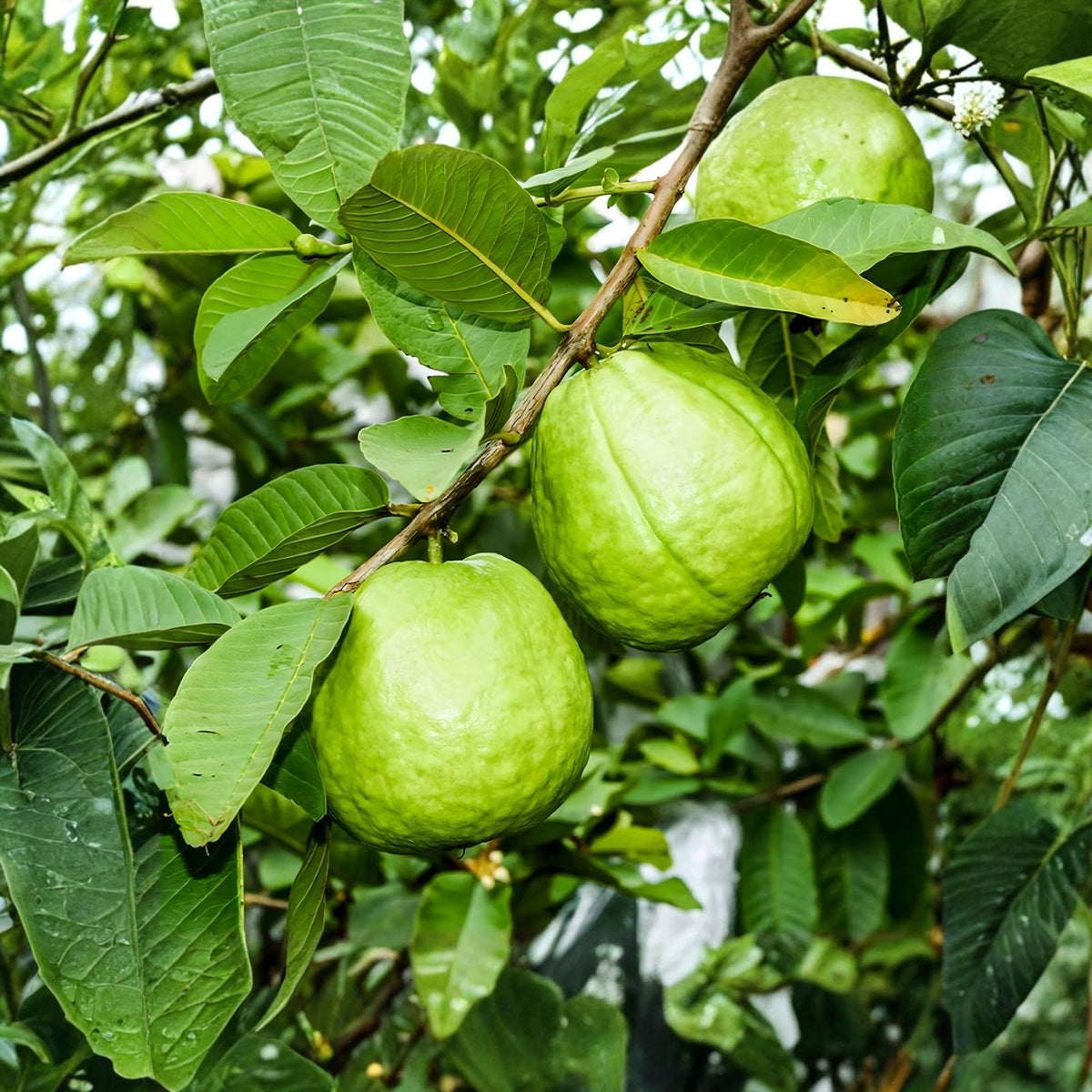 Fresh Guava Leaves 55+ Psidium guajava | Tropical Plant | Natural Garden & Traditional Use