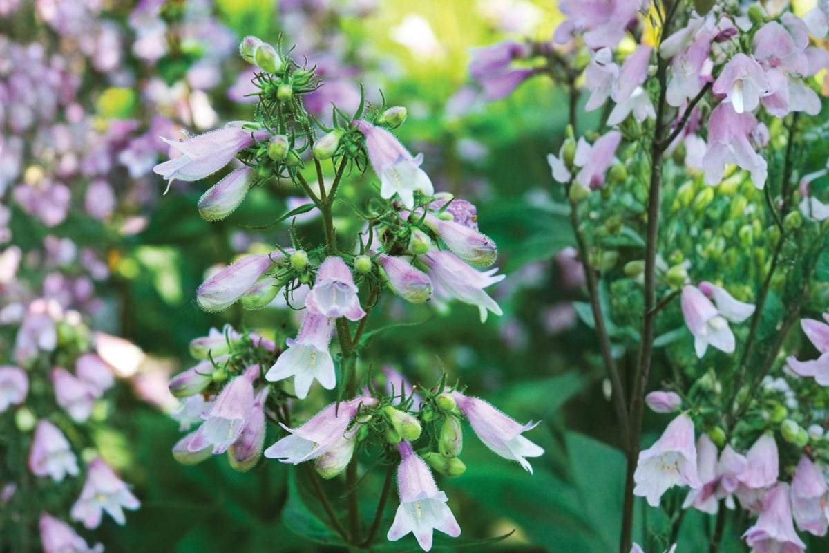 Calico Beardtongue Seeds – Penstemon calycosus, Pink to Lavender Tubular Flowers, Perennial Wildflower for Borders & Gardens