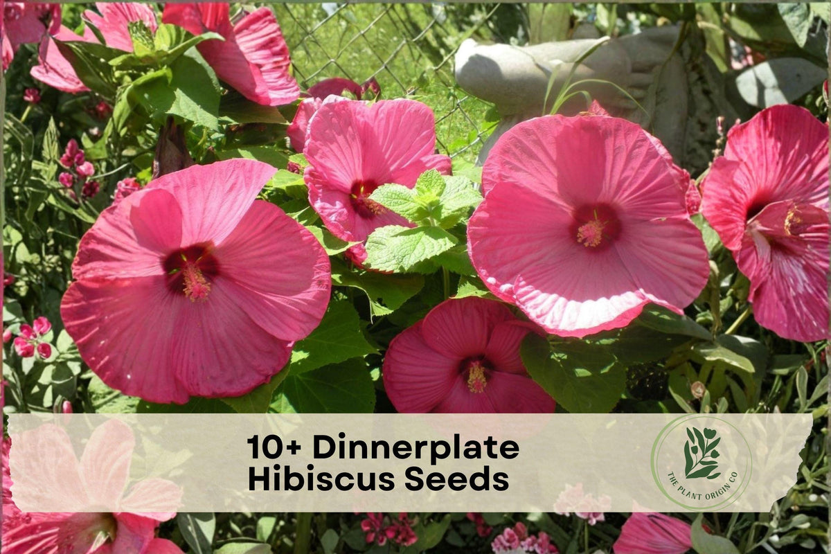 Dinnerplate Hibiscus Seeds - Large Showy Flowers, Mixed Colors, Tropical Perennial, Hibiscus spp.