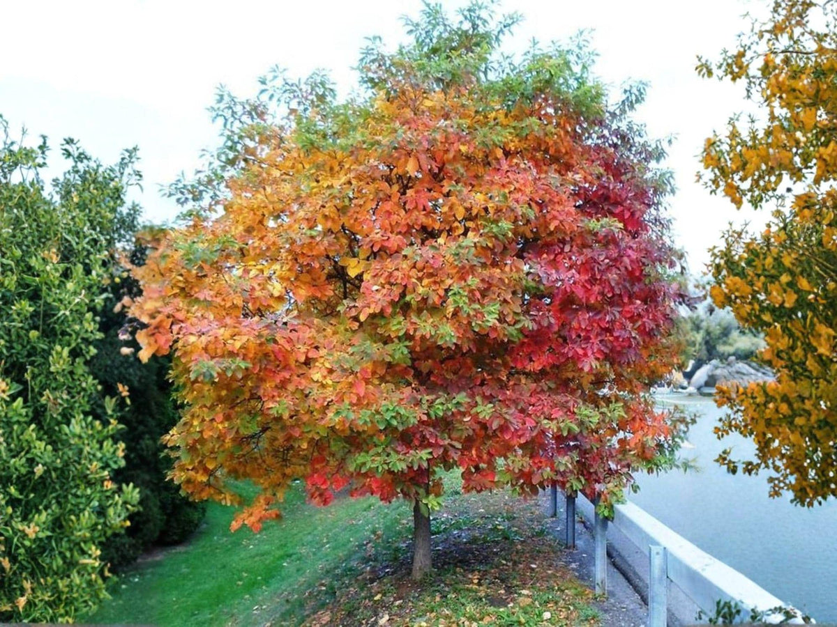 Sassafras albidum Bare Root Trees – Native Deciduous Shade Wildlife Garden Plants, 2 Pack