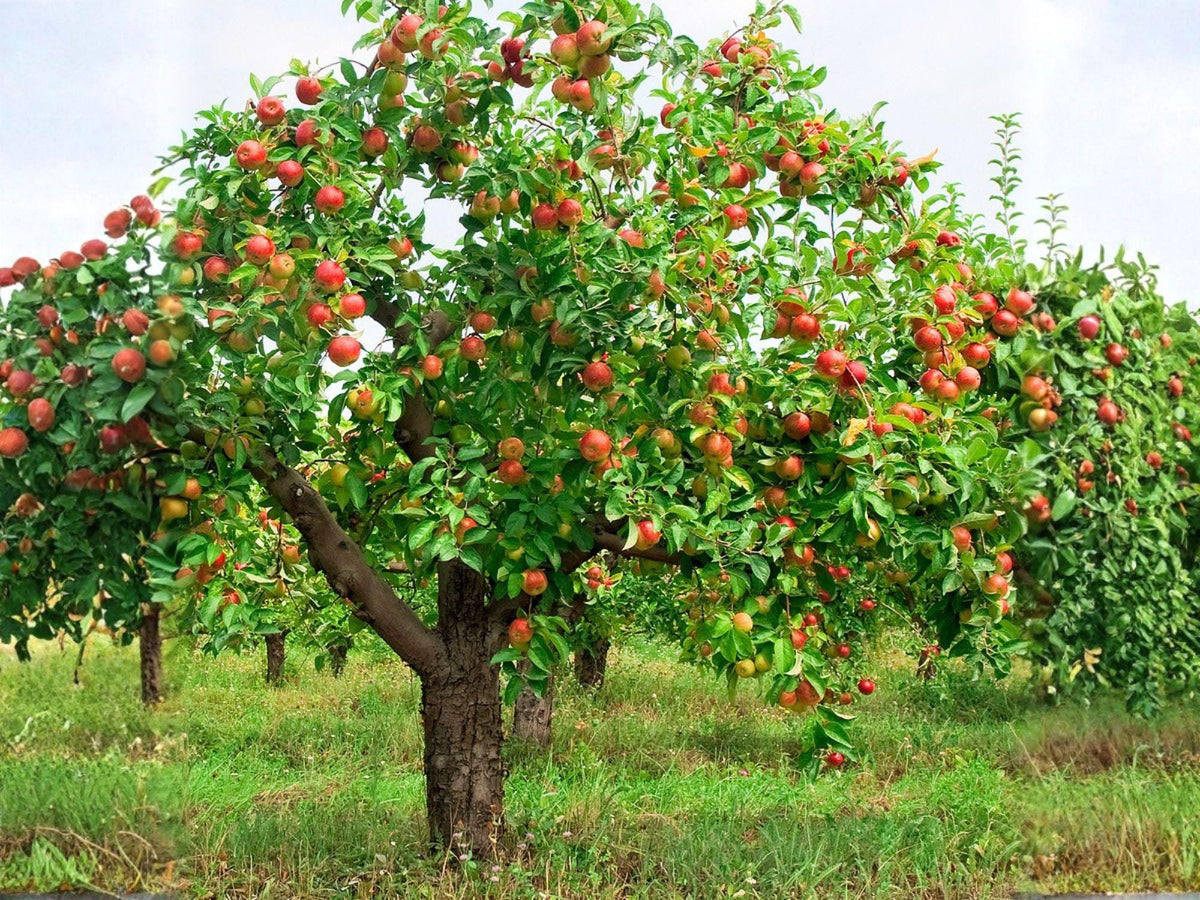 Red Delicious Apple Tree - 2 ft Semi-Dwarf Bare Root Fruit Tree with Red Apples - Malus domestica