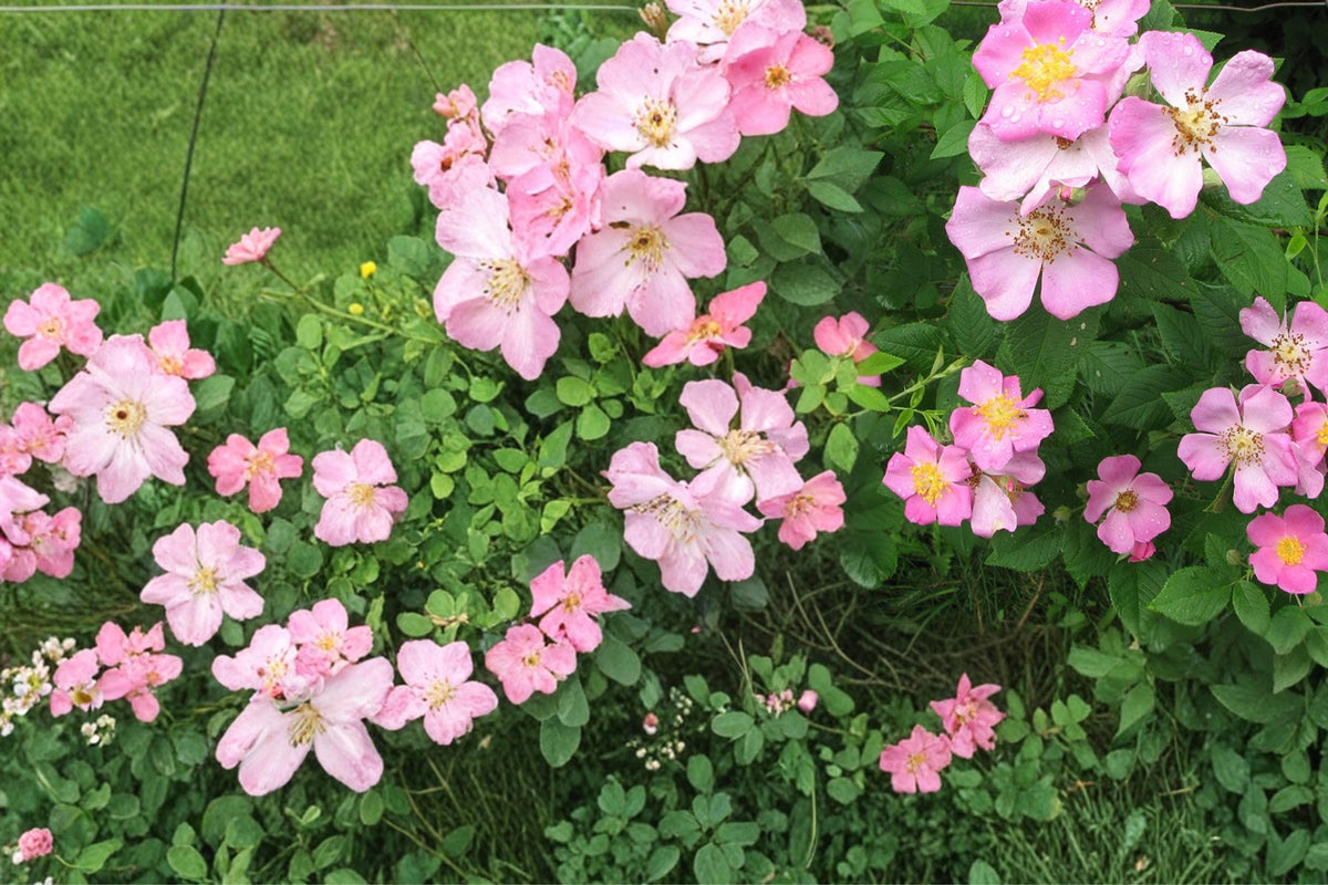 Illinois Rose Seeds – Rosa setigera, Climbing Shrub, Pink Flowers, Ornamental Hips, Native Perennial Plant, Garden Trellis, Fences