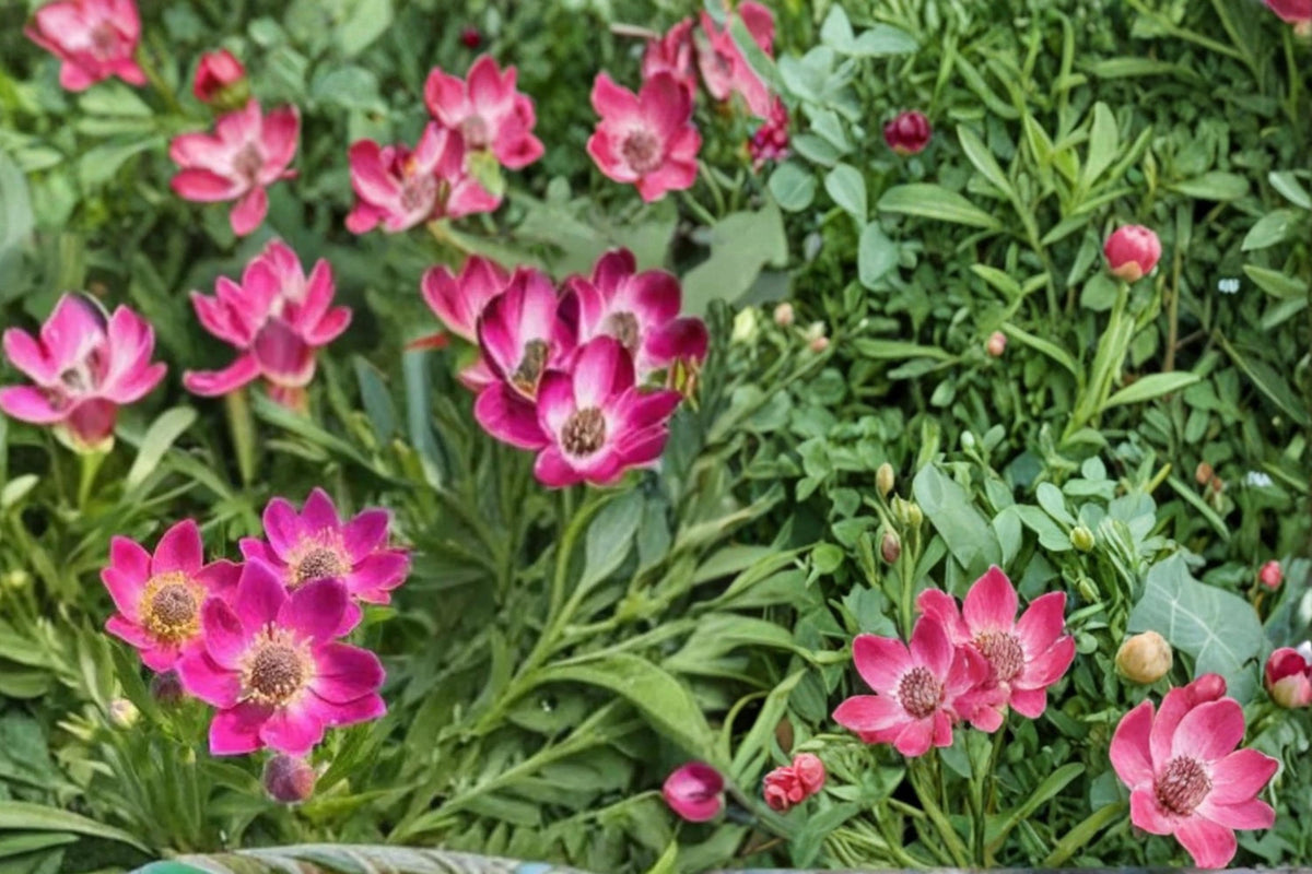 Windflower Seeds 100 Pack Anemone multifida Perennial Wildflower for Rock Gardens & Meadows