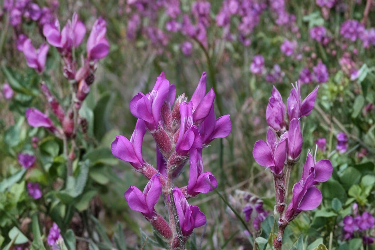 Showy Locoweed Seeds – Oxytropis lambertii – Perennial Wildflower with Purple to Pink Pea-like Flowers for Dry Gardens