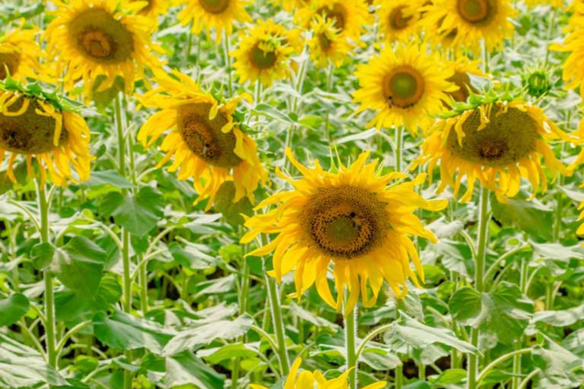 Black Oil Sunflower Seeds - Heirloom Non-GMO for Bird Feed & Garden Planting, Helianthus annuus