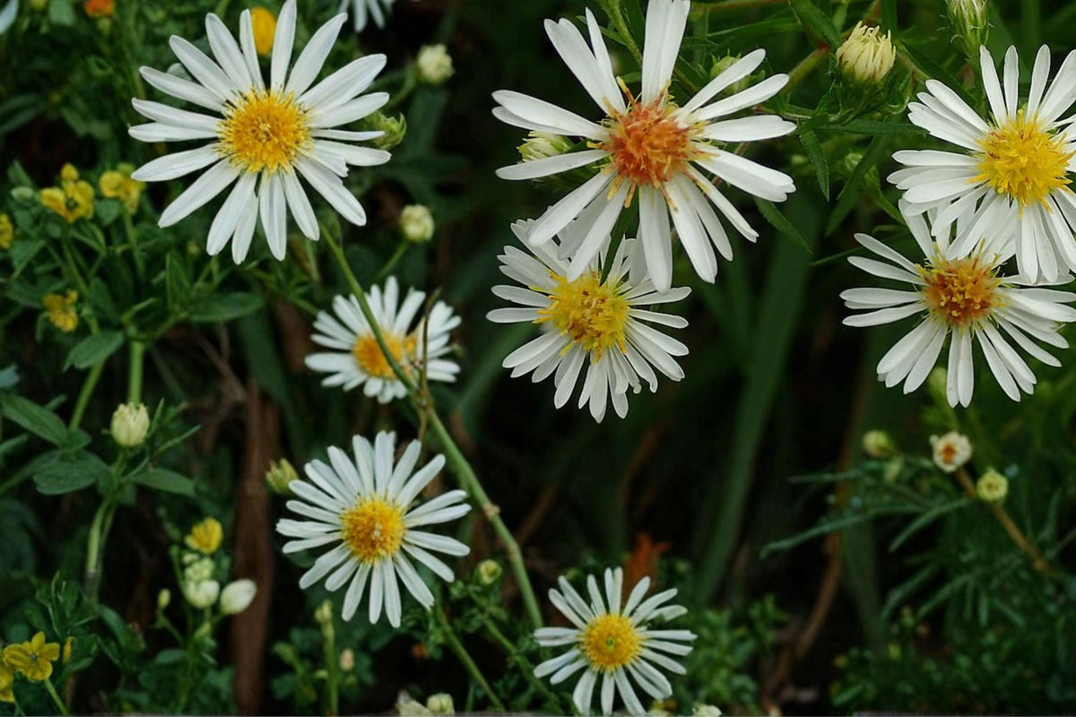 Panicled Aster Seeds – Symphyotrichum lanceolatum – White Wildflower, Native Perennial for Meadows & Woodland Edges