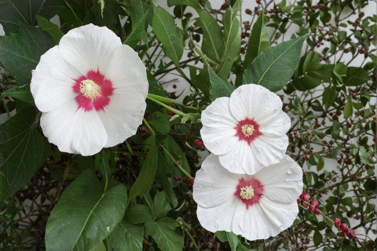 False Confederate Mallow Seeds – Hibiscus paramutabilis – Deciduous Shrub with Pink to White Flowers for Gardens and Borders