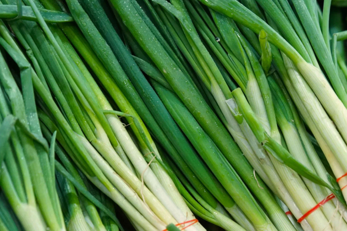 Ishikura Winter Long Onion Seeds – Heirloom Cold Hardy Bunching Green Onions for Gardens, Scallions, 250+ Seeds