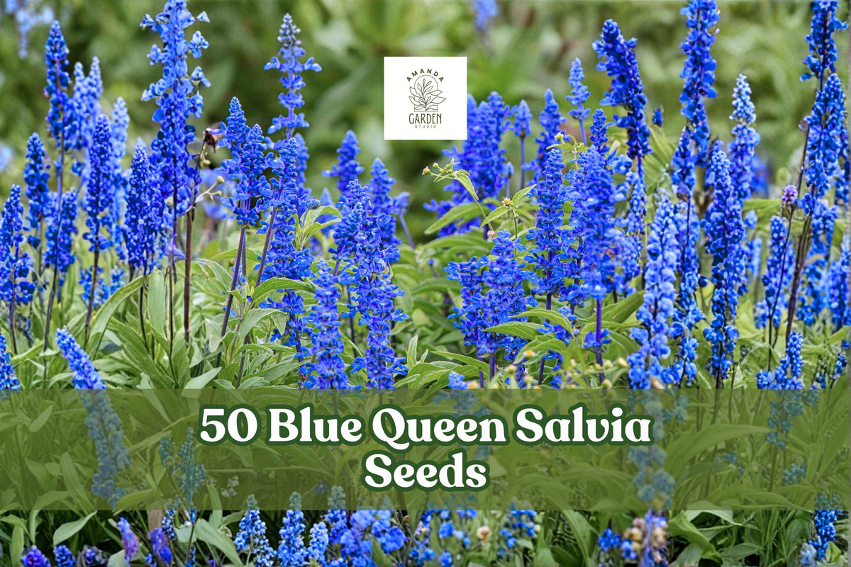 50 Blue Queen Salvia Seeds | Salvia nemorosa Perennial Flower for Borders & Pollinator Gardens