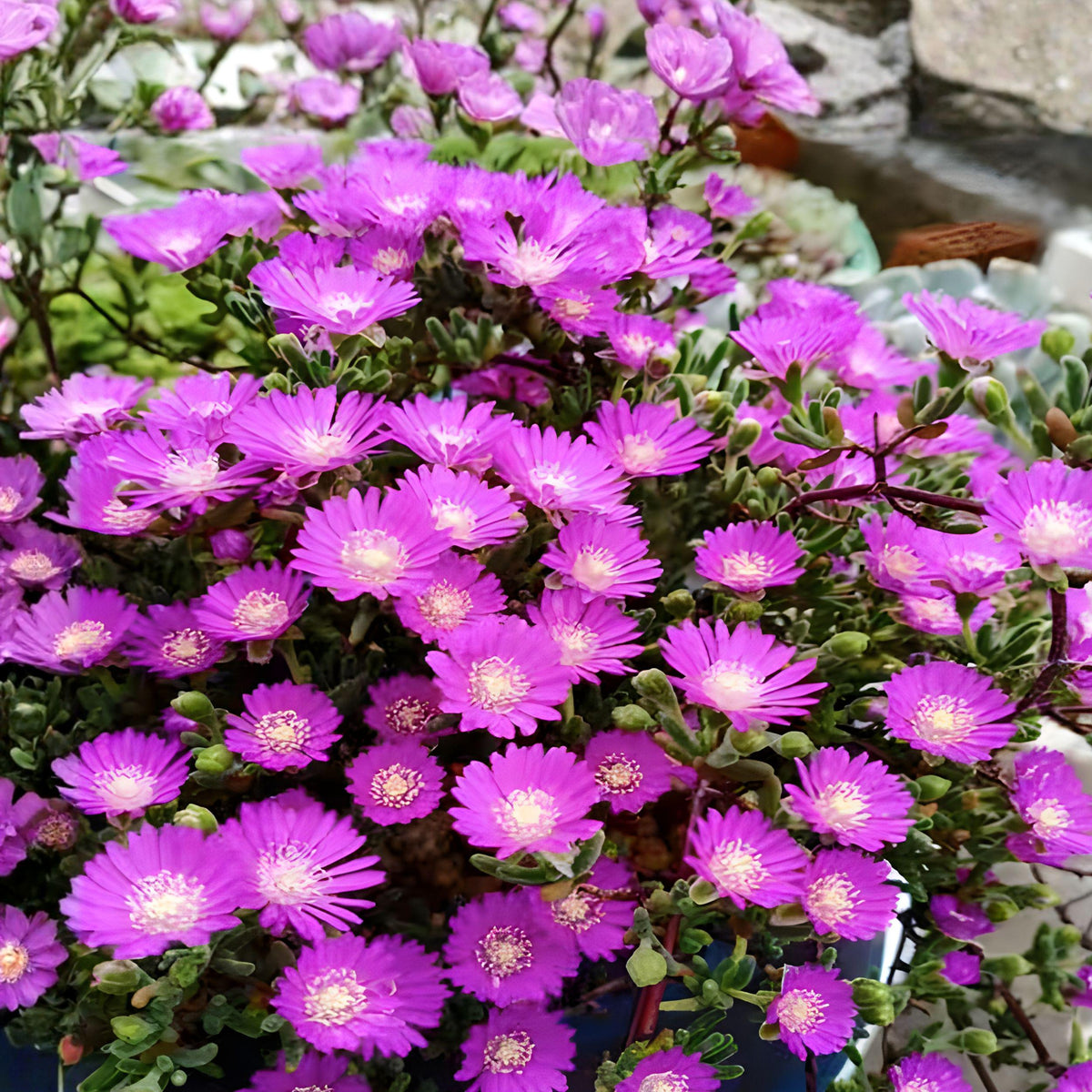 Delosperma Ice Plant Unrooted Cuttings, Purple Pink Flowers, Succulent Ground Cover, Drought Tolerant, Perennial, 6 Pack