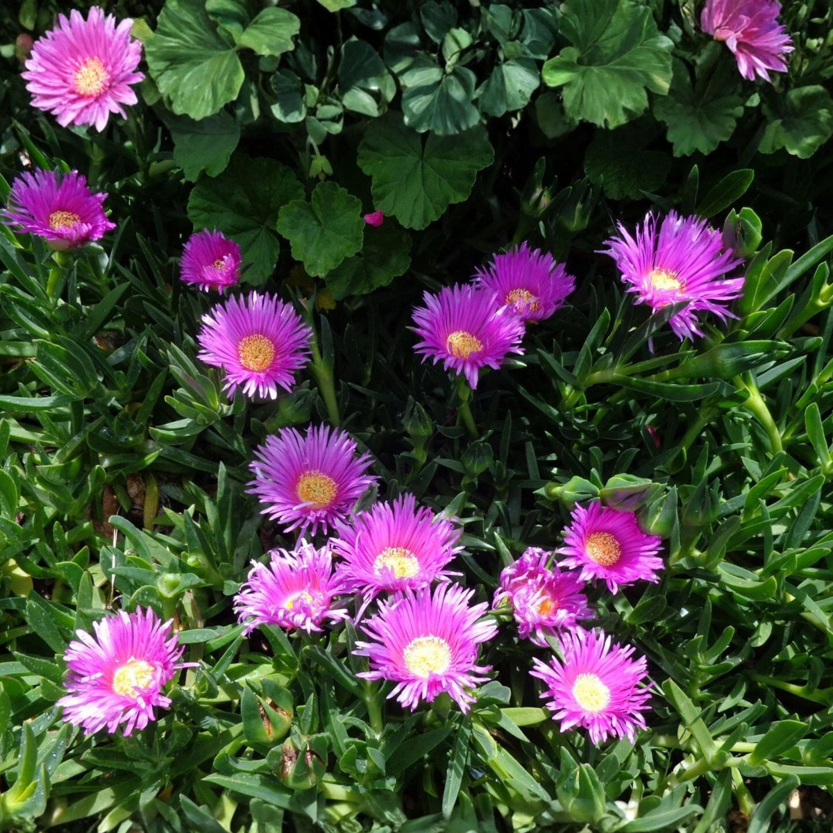 Delosperma Ice Plant Unrooted Cuttings – Purple Pink Flowering Succulent Ground Cover, 30 Pack
