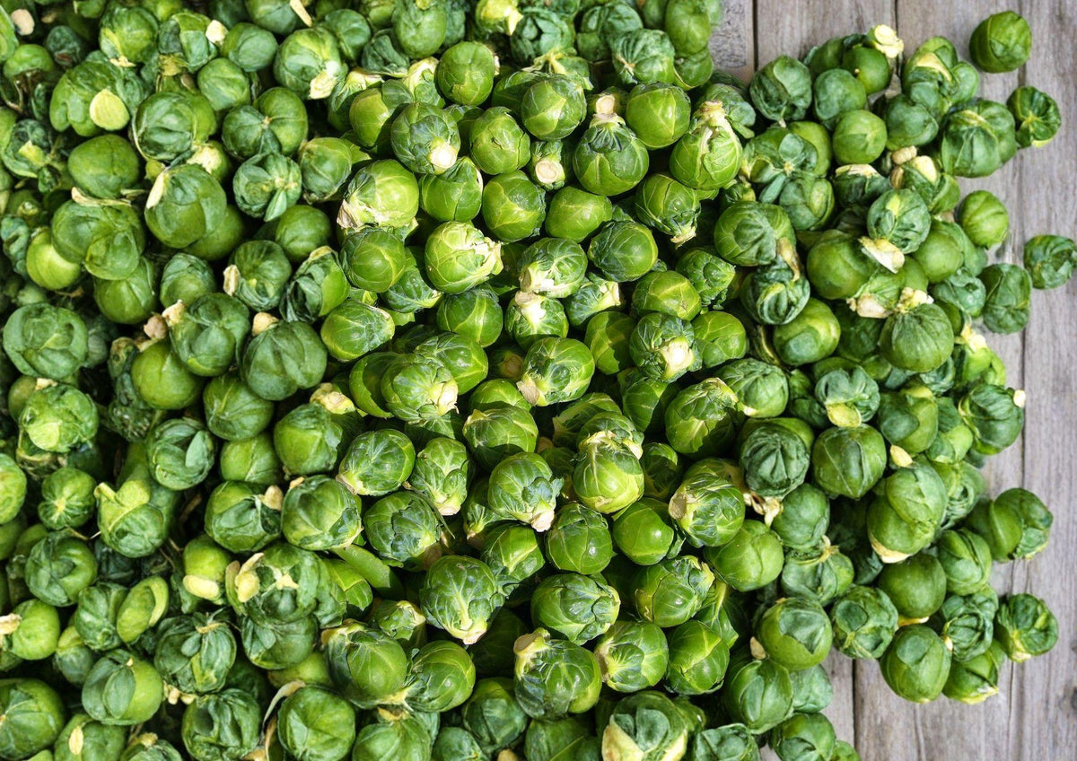 Catskill Brussels Sprouts Seeds, Organic Heirloom Non-GMO, Compact Vegetable Seeds for Garden Planting