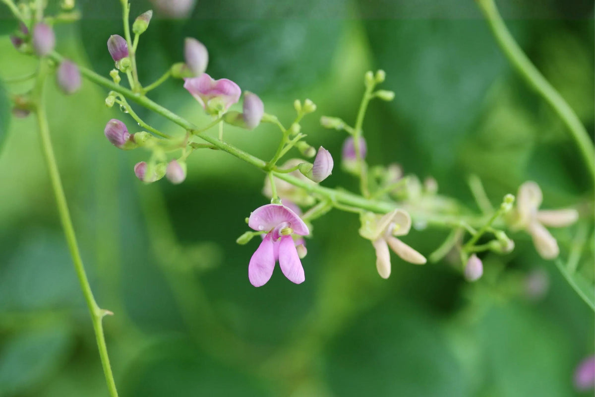 Wild Kidney Bean Seeds (Phaseolus polystachios) – Native Climbing Vine for Woodland Gardens & Natural Landscapes