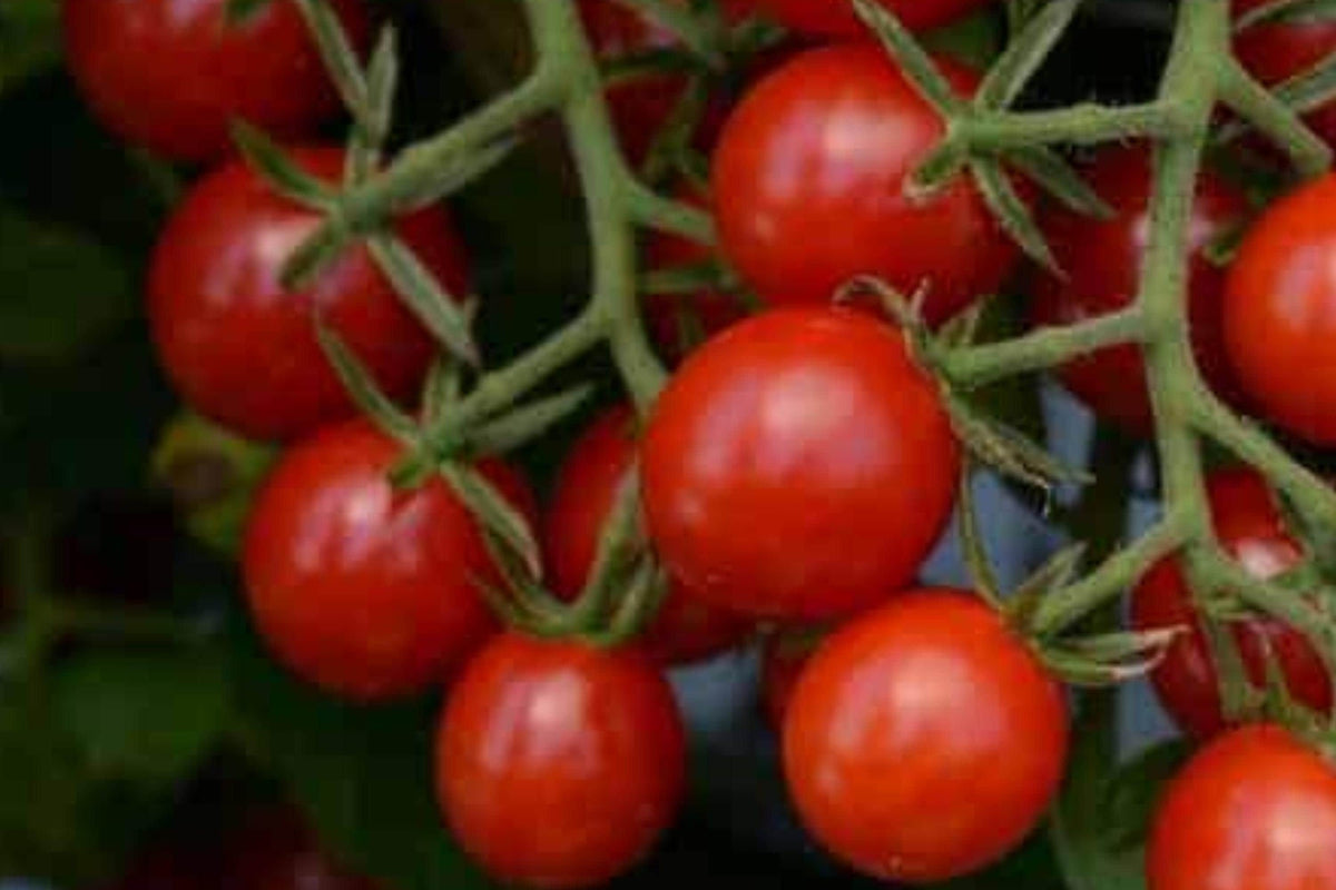 Sweet Pea Currant Tomato Seeds, Heirloom, Tiny Fruit, High Yield, Indeterminate, Non-GMO, Salad, Container Gardening