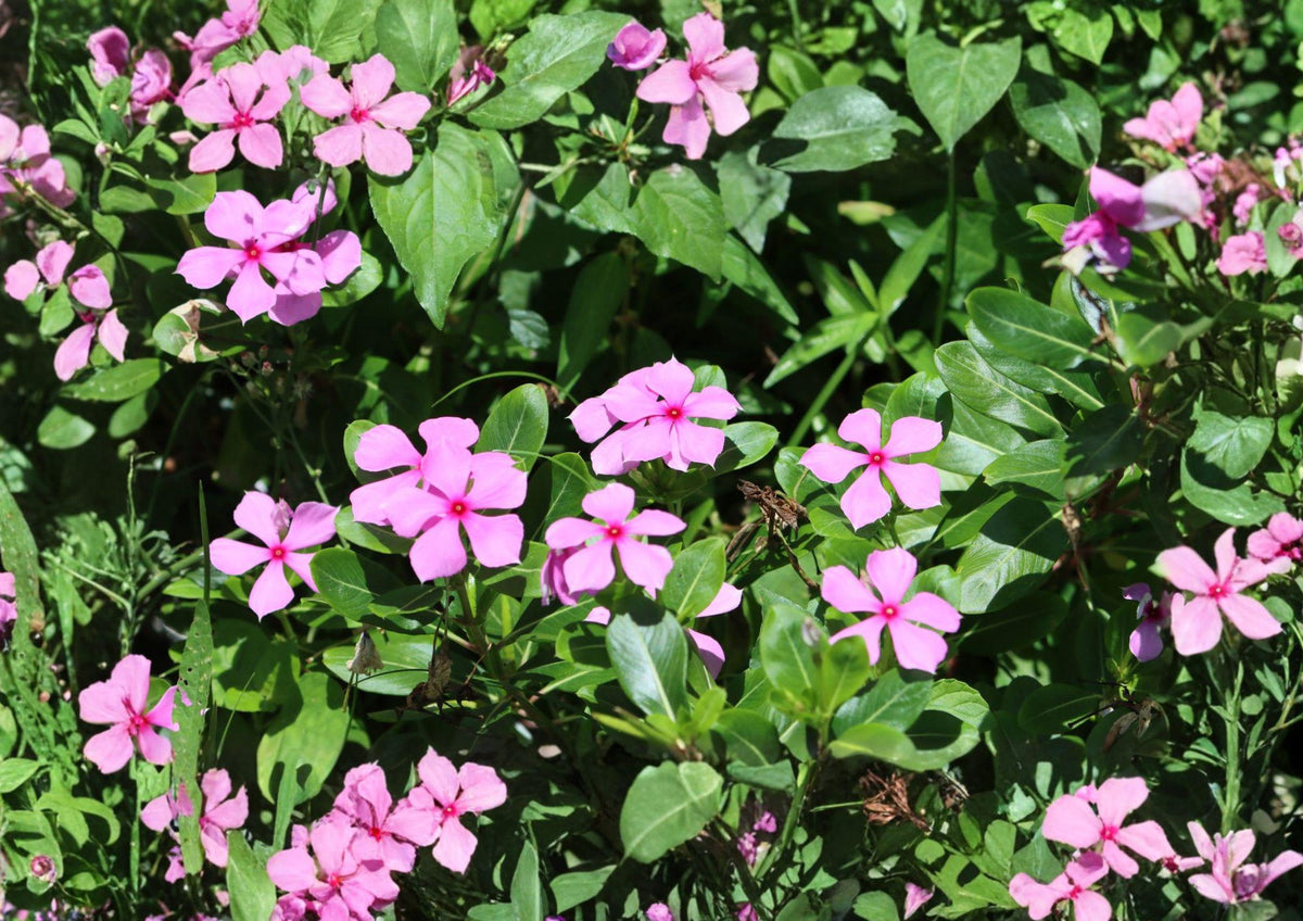 Madagascar Periwinkle Seeds, Catharanthus Roseus, Heirloom Non-GMO, Vibrant Pink, White & Red Flowers, Heat Tolerant, Garden Seeds