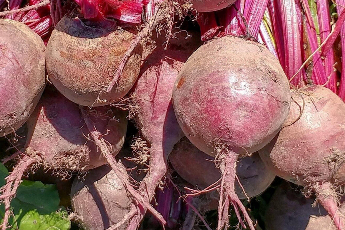 Detroit Dark Red Beet Seeds – Organic Non-GMO Heirloom Root Vegetable for Garden, Container, and Raised Bed Growing