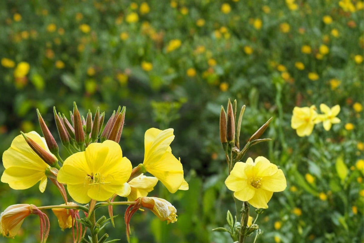 Evening Primrose Seeds 100 Oenothera biennis Bright Yellow Wildflower for Meadows & Naturalized Gardens