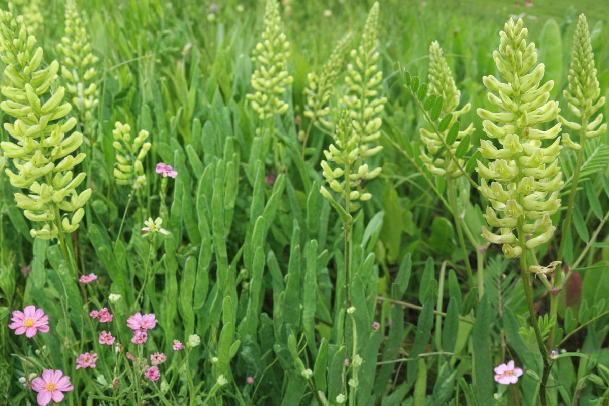 Canadian Milk Vetch Seeds – Astragalus canadensis Herbaceous Perennial Native Wildflower Prairie Meadow Plant
