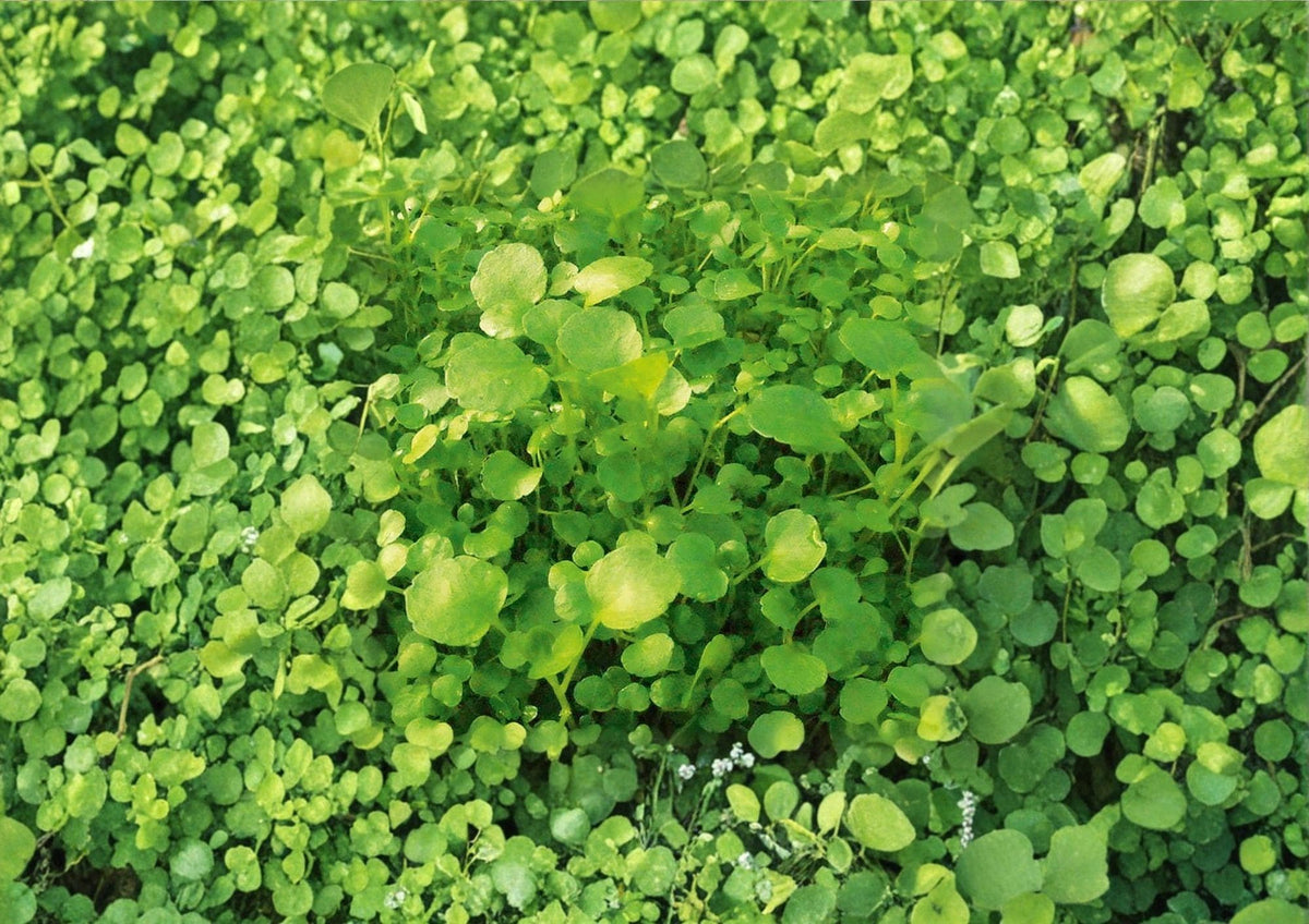 Watercress Seeds – Organic Heirloom Non-GMO Herb for Salad Greens, Aquatic Plant, Peppery Flavor, 300+ Seeds
