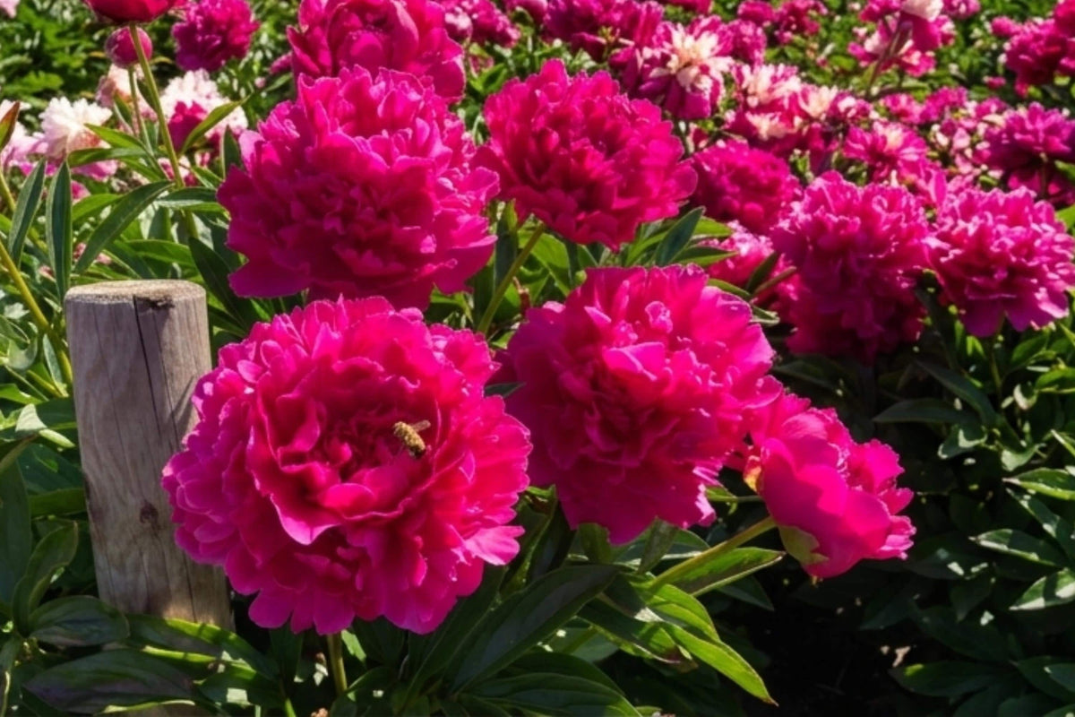 Giant Ball Dahlia Bulb Clump - Copper Boy, 4-5 Inch Blooms, Dahlia pinnata, Flowering Bulb for Garden, Cut Flowers, Landscape Plant