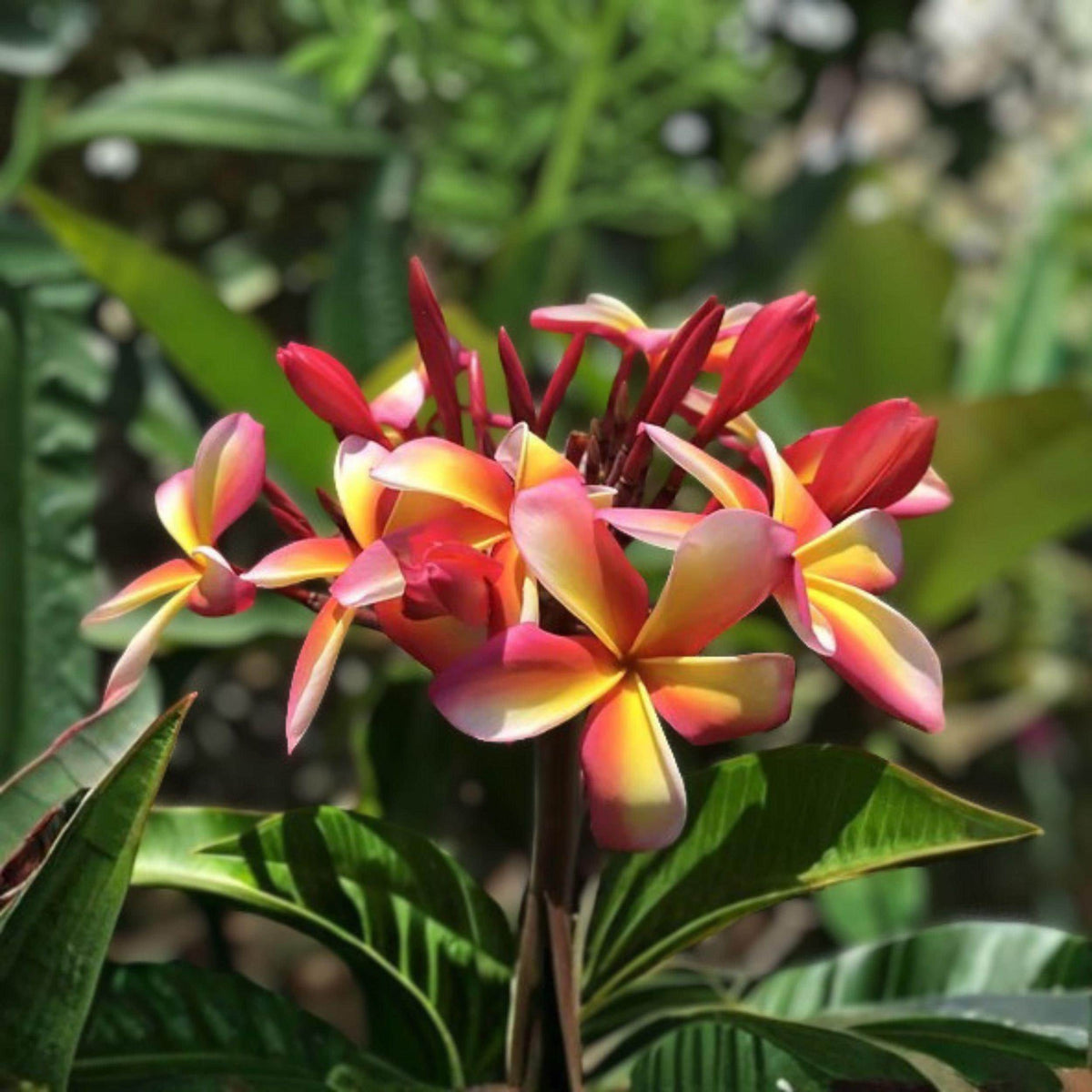Plumeria rubra Candy Stripe Cutting | Double Head Tropical Frangipani Starter | Multicolor Flowering Plant