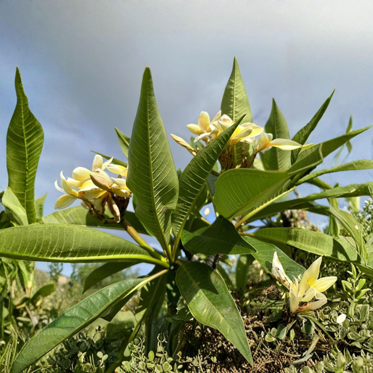 Yellow Plumeria Cutting - Tropical Frangipani Starter Plant, Unrooted 10-Inch Live Plant for Garden & Container Growth