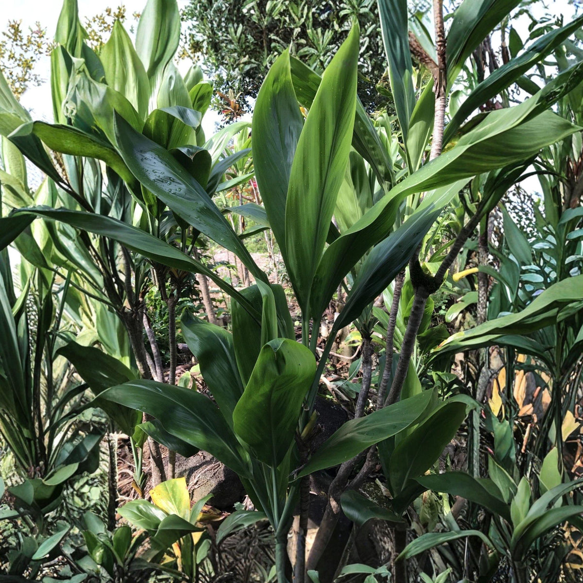 Green Ti Leaf Cuttings - 6 Inch Propagation Logs for Cordyline fruticosa Tropical Foliage Plant