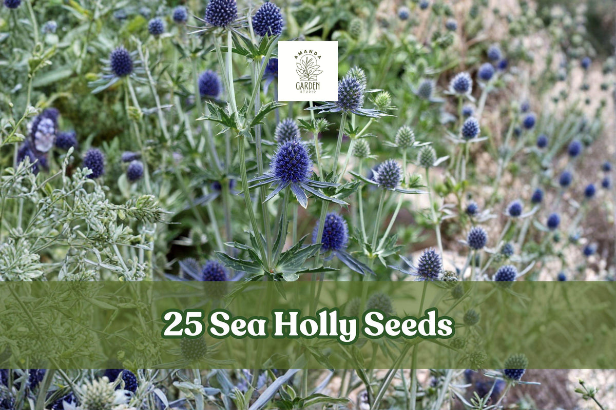 Sea Holly Seeds 25 Eryngium Blue Star Flower Perennial Garden Plant for Borders & Dried Arrangements