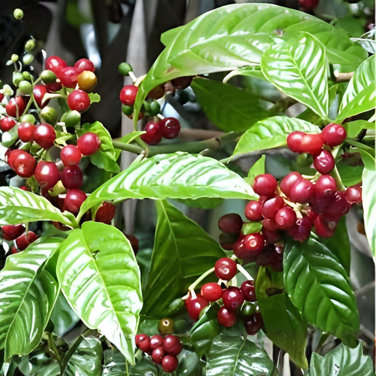 Arabica Coffee Seeds – Grow Your Own Coffee Plant, Tropical Indoor Seeds, Coffea Arabica, Exotic Plant for Home Cultivation