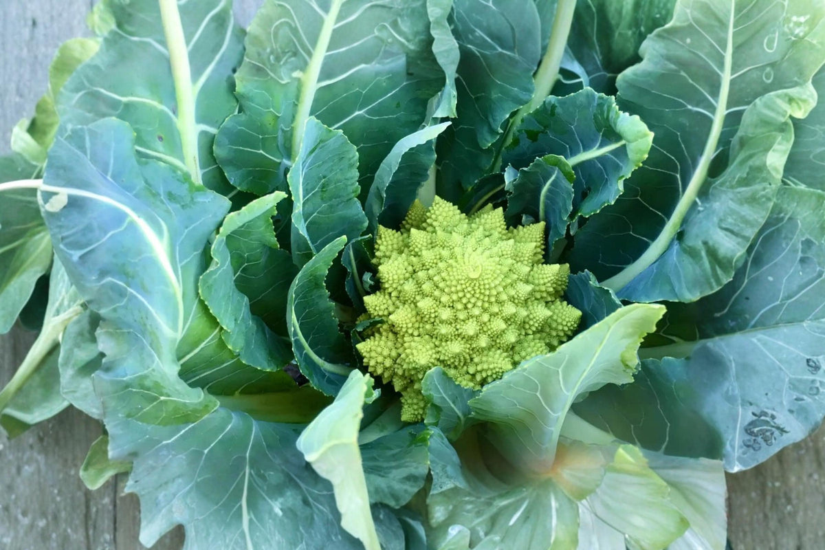 Romanesco Broccoli Seeds - Heirloom Organic Spiral Vegetable Seeds for Cool-Season Gardening, Bright Green Heads, Non-GMO, 200+ Seeds