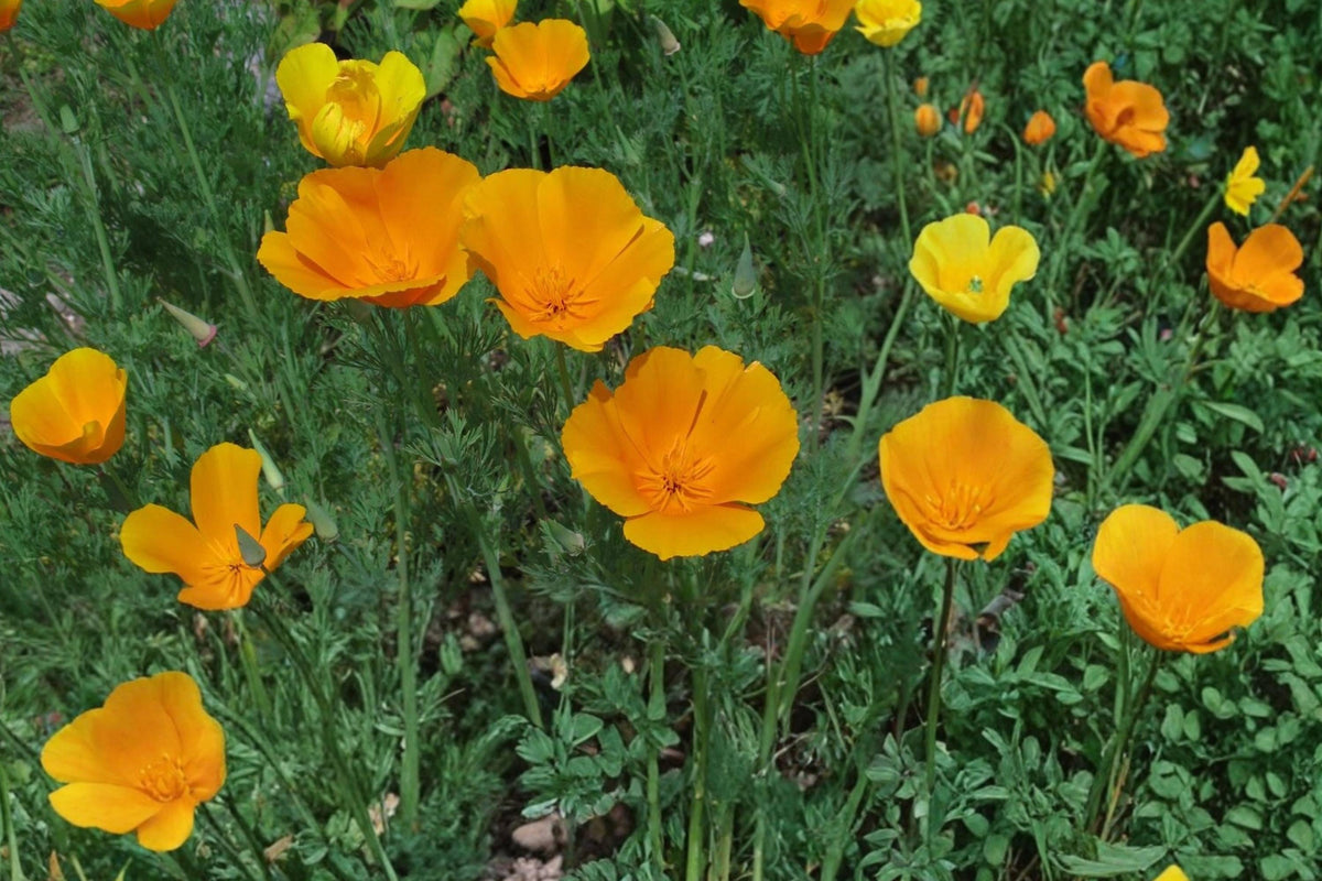 California Poppy Seeds – Eschscholzia californica, Bright Orange Wildflower, Annual Herbaceous Flower, Drought Tolerant, Meadow & Border Plant