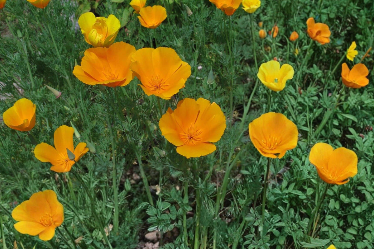 California Poppy Seeds – Eschscholzia californica, Bright Orange Wildflower, Annual Herbaceous Flower for Gardens & Meadows