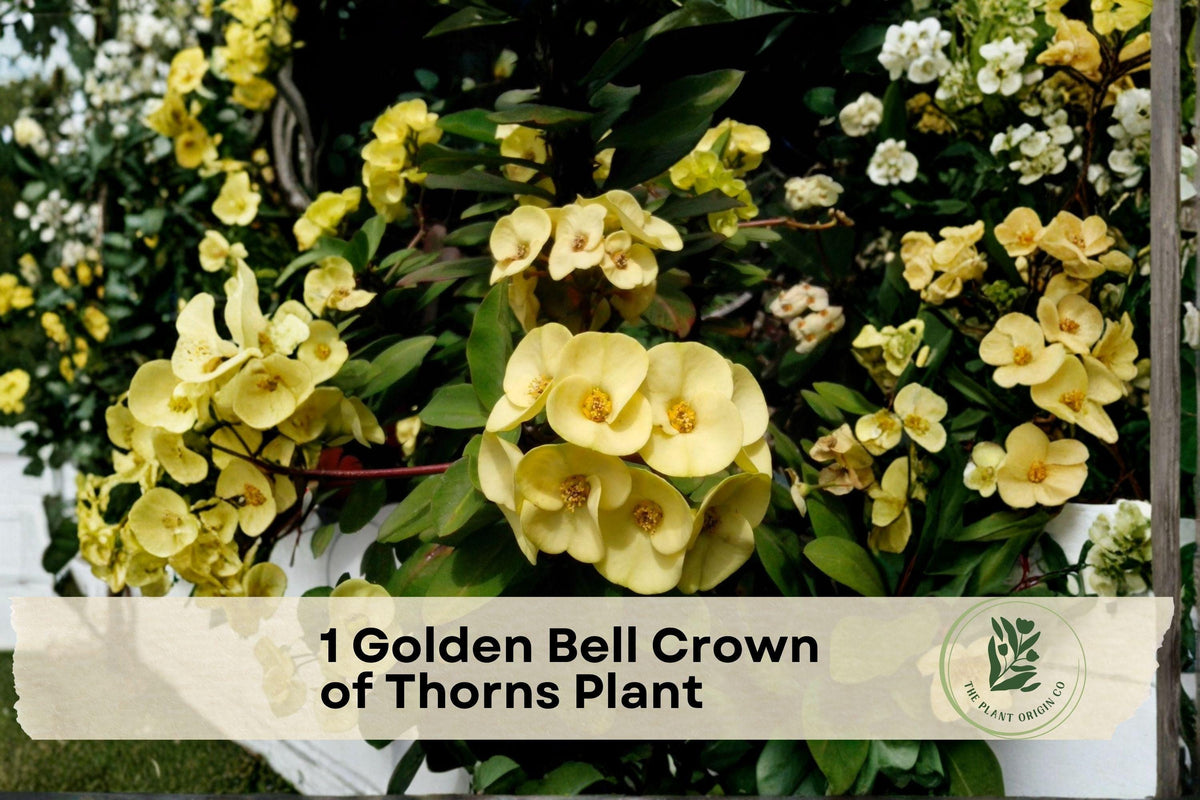 Golden Bell Crown of Thorns Plant | Euphorbia milii | Succulent Starter, Bright Yellow Blooms, Indoor/Outdoor