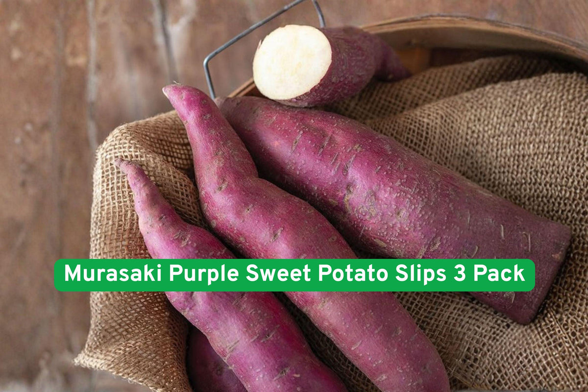 Murasaki Purple Sweet Potato Slips 3 Pack – Live Plant for Edible Garden, Organic, High-Yield, Root Vegetable, Ipomoea batatas