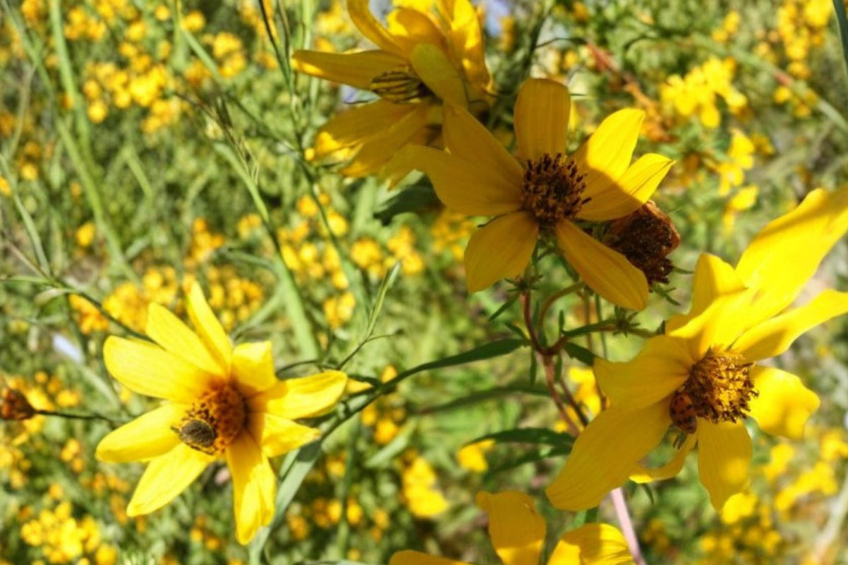 Bearded Beggarticks Seeds – Bidens polylepis, Bright Yellow Wildflower, Annual Herbaceous Plant for Wetlands & Borders