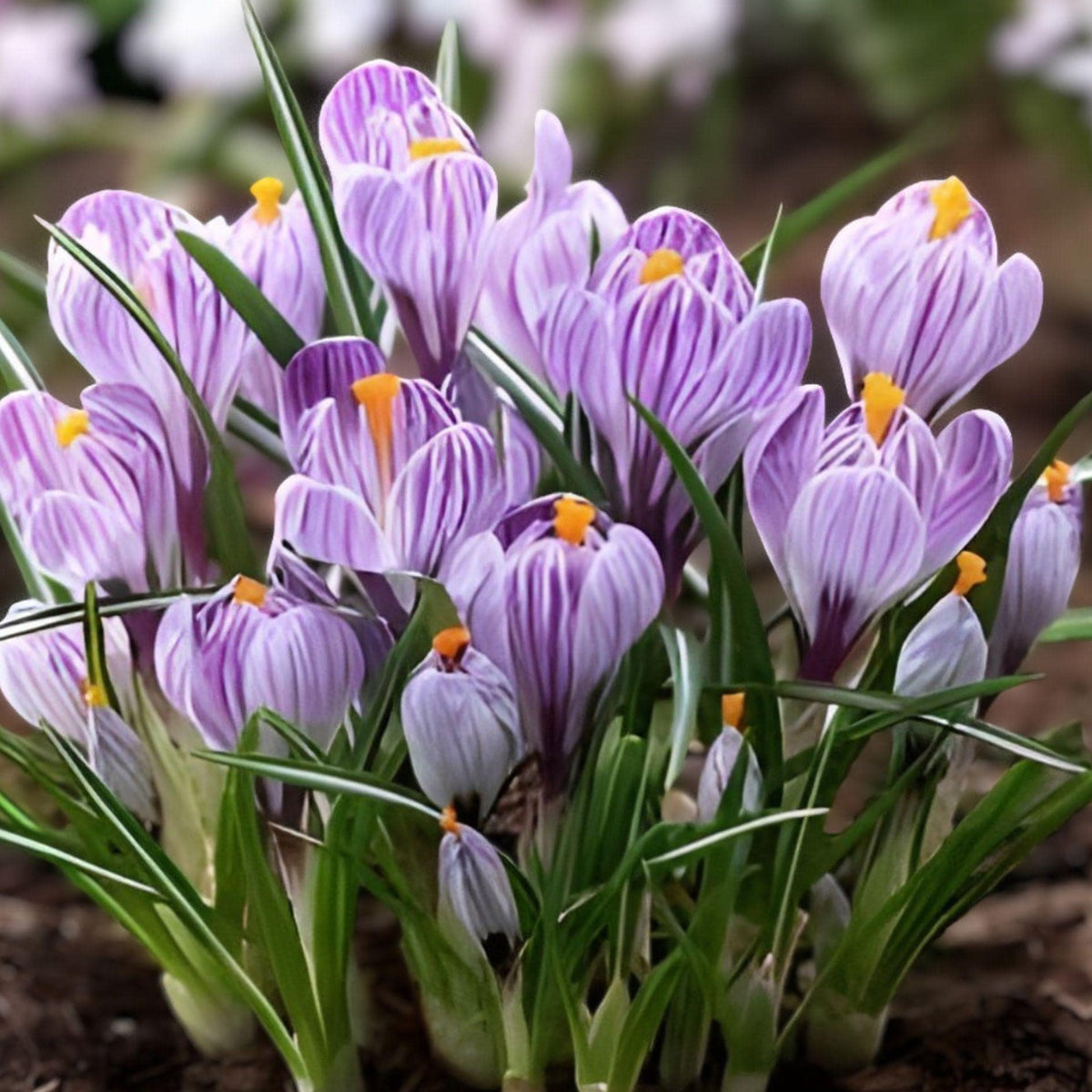 Pickwick Crocus Bulbs – 10 Striped Purple White Spring Flowers for Garden Borders & Lawns