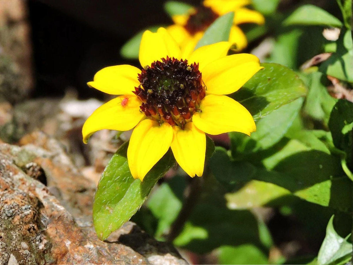Creeping Zinnia Seeds Ground Cover Bright Yellow Daisy-Like Flowers Sanvitalia procumbens Non-GMO Heirloom