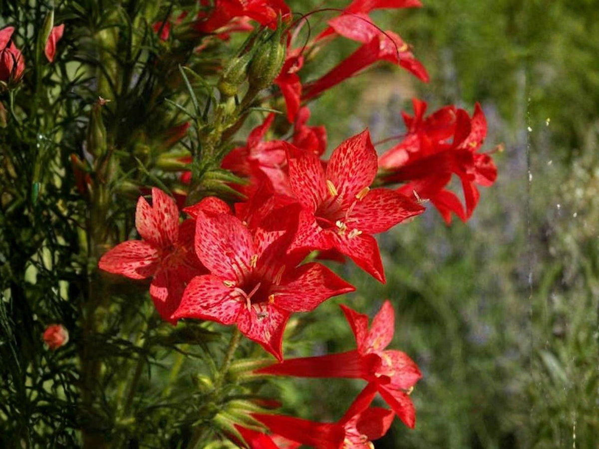 Standing Cypress Seeds, Heirloom Non-GMO Ipomopsis rubra Red Wildflower for Pollinator Gardens