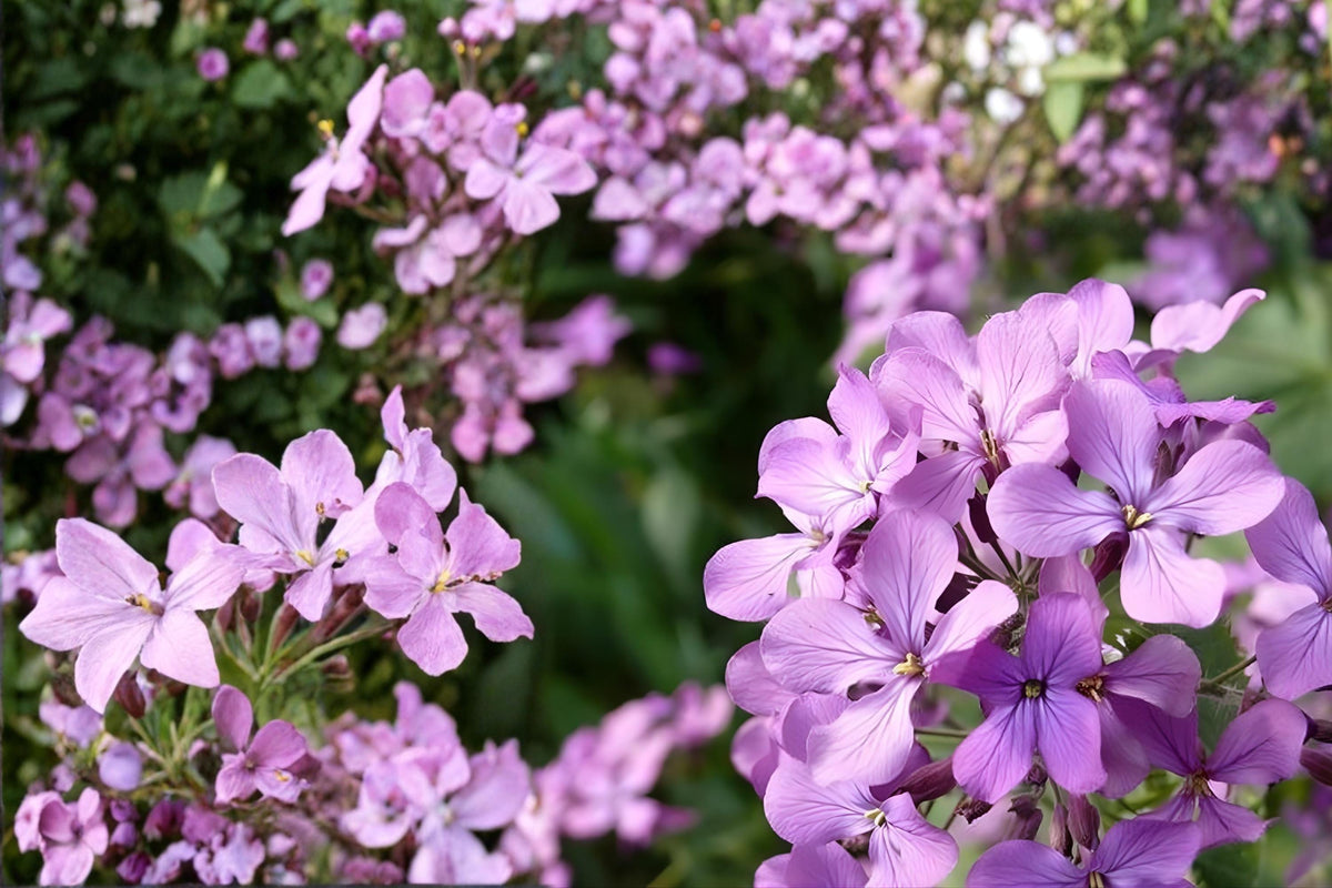 Evening Scented Stock Seeds (Matthiola longipetala) – Fragrant Flower Seeds for Night Perfume, Purple, Pink & White Blooms, Easy to Grow