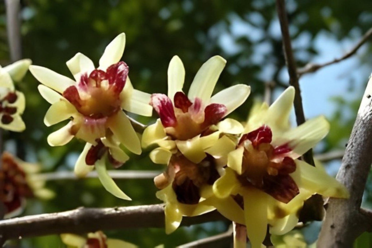 Fragrant Wintersweet Seeds, Chimonanthus praecox, Rare Ornamental Shrub, Yellow Winter Blooms, Fragrant Garden Plant, 10 Seeds