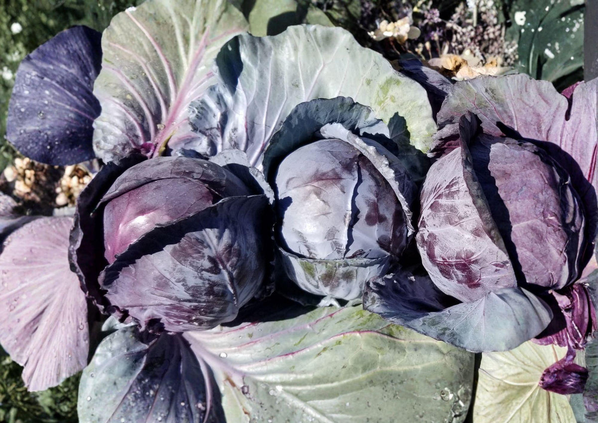 Red Acre Cabbage Seeds – Heirloom Non-GMO Brassica Oleracea Purple Head, Early Maturity, Compact, Cool Season Vegetable Seeds