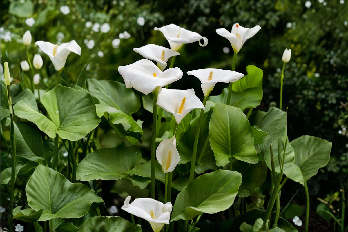 White Calla Lily Bulbs – Zantedeschia aethiopica for Garden, Indoor & Patio Decor, Flowering Bulb, Elegant White Blooms