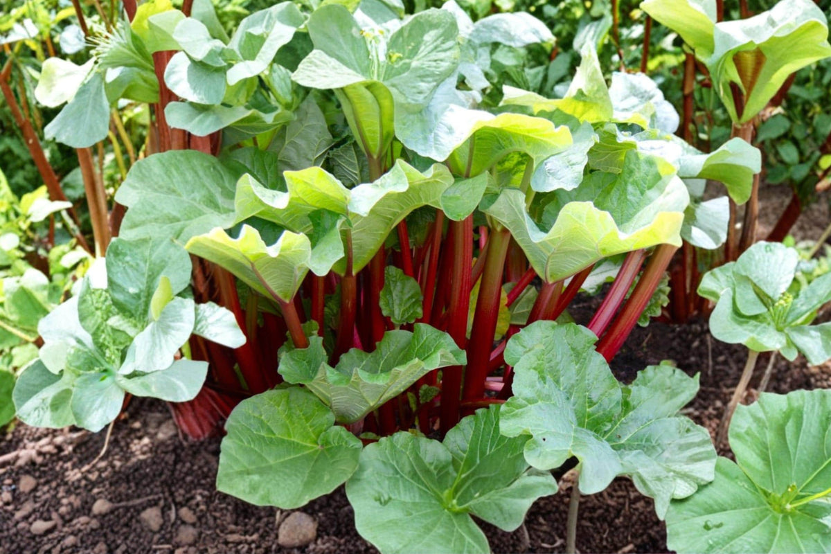 Rhubarb Seeds – Victoria Heirloom Variety – Perennial Vegetable with Green to Red Blush Stalks – Rheum rhabarbarum