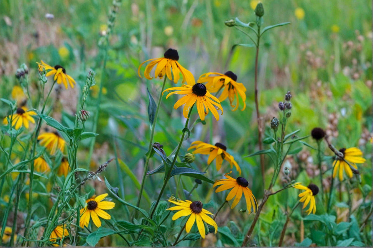 Black-Eyed Susan Seeds, Wildflower, Rudbeckia hirta, Bright Yellow Daisy-Like Blooms, Pollinator Support