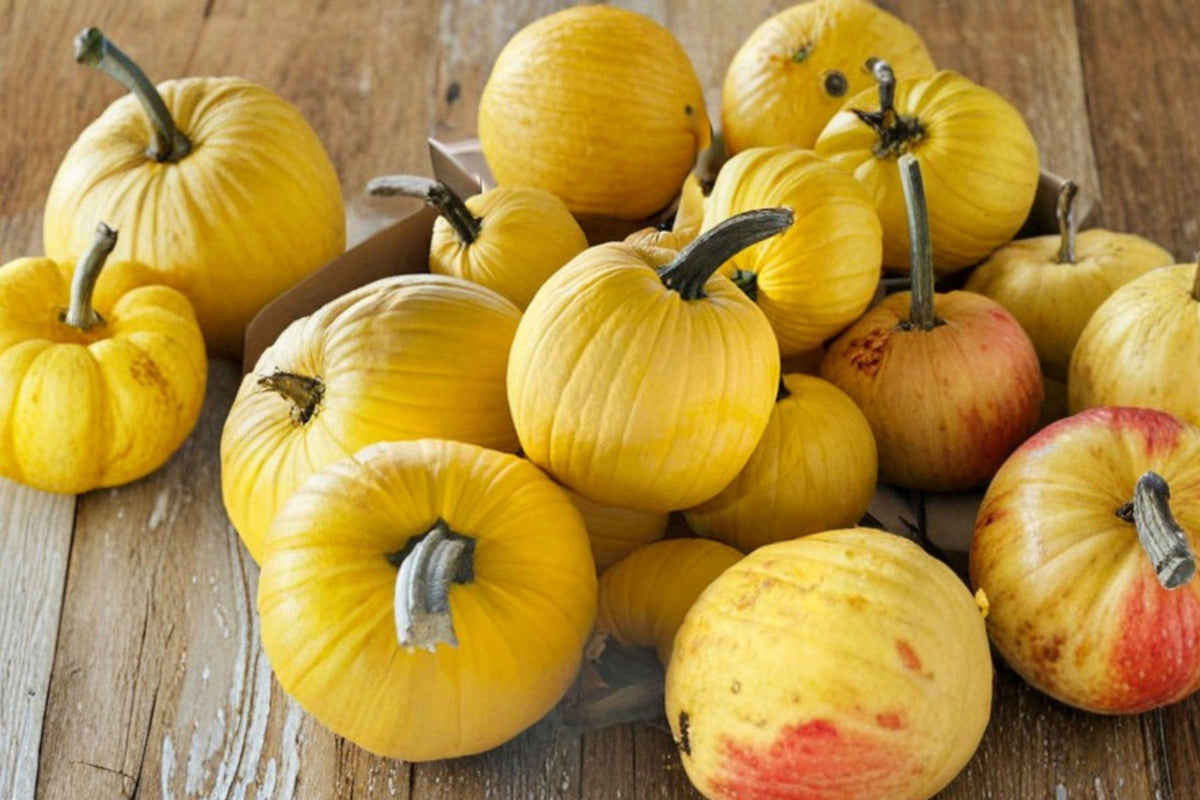 Mellow Yellow Heirloom Pumpkin Seeds – Non-GMO Bright Yellow Decorative Squash, 10 Pack